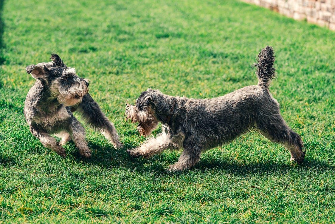 Two small terriers playing