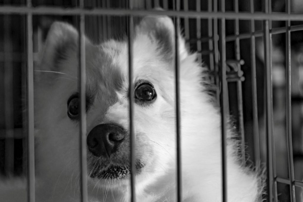 How Does Cage Free Dog Boarding Help With Separation Anxiety