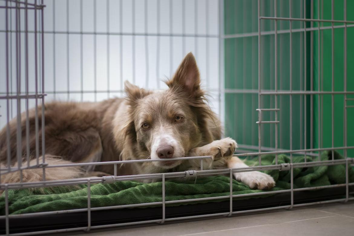What to Look For in a Dog Boarding Facility Pixee's Paws Pet Palace