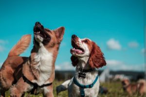 doggy daycare vs leaving your dog at home