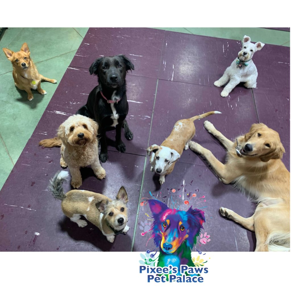 how-much-does-doggy-daycare-cost-in-dfw-pixee-s-paws-pet-palace