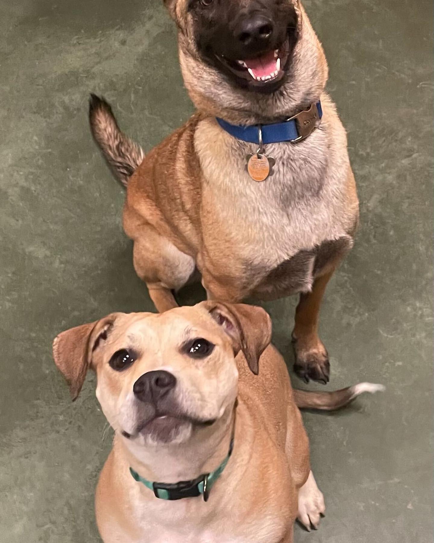 Dog Boarding Near DFW Airport Pixee's Paws Pet Palace Arlinton Texas