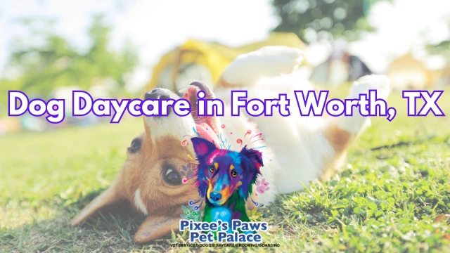 Dog Daycare Fort Worth