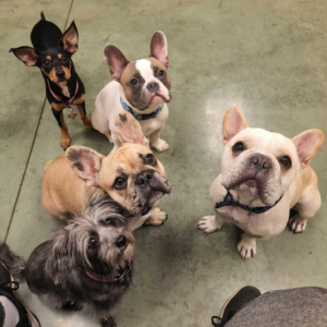 Picture of dogs at Dog Boarding in Arlington Tx FAQ
